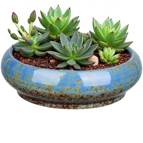 Succulent Planters Pots